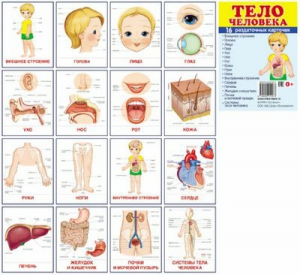 Раздаточные карточки "Тело человека" - fgospostavki.ru - Ивантеевка