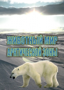 DVD "Животный мир Арктической зоны" - fgospostavki.ru - Ивантеевка