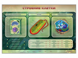 Электрифицированный стенд "Строение клетки" с маркерными полями - fgospostavki.ru - Ивантеевка