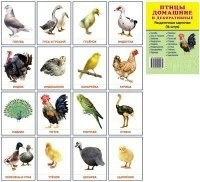 Раздаточные карточки "Птицы домашние и декоративные" - fgospostavki.ru - Ивантеевка