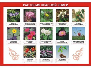 Таблица демонстрационная "Растения Красной книги" (винил 70*100) - fgospostavki.ru - Ивантеевка