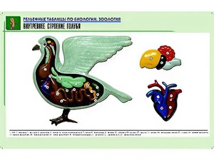 Рельефная таблица "Внутреннее строение голубя" (формат А1, матовое ламинирование) - fgospostavki.ru - Ивантеевка