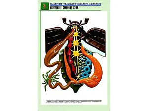 Рельефная таблица "Внутреннее строение жука" (формат А1, матовое ламинирование) - fgospostavki.ru - Ивантеевка