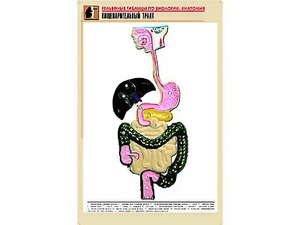 Рельефная таблица "Пищеварительный тракт" (формат А1, матовое ламинирование) - fgospostavki.ru - Ивантеевка