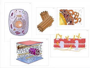 Модель-аппликация "Строение клетки" (ламинированная) - fgospostavki.ru - Ивантеевка