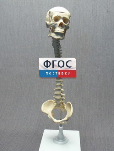 Модель "Позвоночник с черепом и тазом" - fgospostavki.ru - Ивантеевка