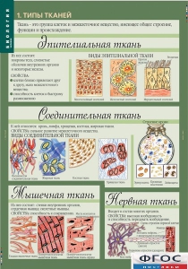 Комплект таблиц. Биология 8-9 класс. Человек. - fgospostavki.ru - Ивантеевка