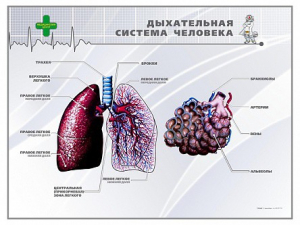 Стенд "Дыхательная система человека" - fgospostavki.ru - Ивантеевка