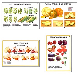 Плакаты ПРОФТЕХ "Ассортимент овощных культур" (12 пл, винил, 70х100) - fgospostavki.ru - Ивантеевка