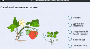 Интерактивные курсы. Биология 7 класс. Расширенный. - fgospostavki.ru - Ивантеевка
