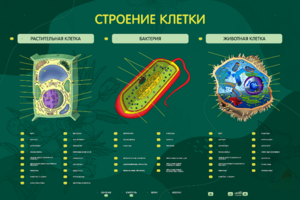 Электрифицированный стенд "Строение клетки" с маркерными полями - fgospostavki.ru - Ивантеевка