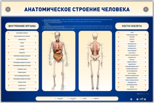 Электрифицированный стенд-тренажер c макетом скелета "Анатомическое строение человека" - fgospostavki.ru - Ивантеевка
