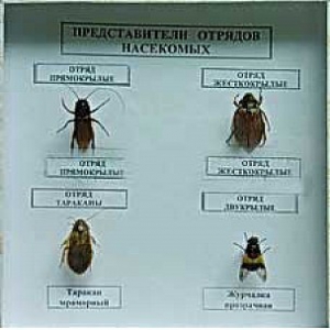 Коллекция энтомологическая "Представители отряда насекомых" - fgospostavki.ru - Ивантеевка