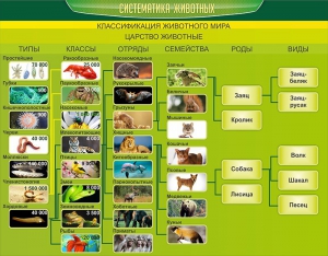 Стенд "Систематика животных" - fgospostavki.ru - Ивантеевка