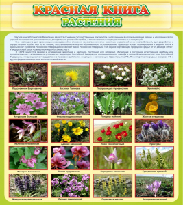 Стенд "Красная книга - растения" - fgospostavki.ru - Ивантеевка