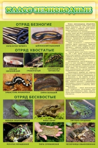 Стенд "Класс земноводные" - fgospostavki.ru - Ивантеевка