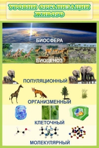 Стенд "Уровни организации живого" - fgospostavki.ru - Ивантеевка