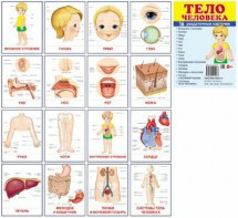 Раздаточные карточки "Тело человека" - fgospostavki.ru - Ивантеевка