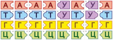 Модель-аппликация Удвоение ДНК и транскрипция РНК - fgospostavki.ru - Ивантеевка