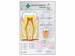Электрифицированный стенд "Анатомия зуба" - fgospostavki.ru - Ивантеевка