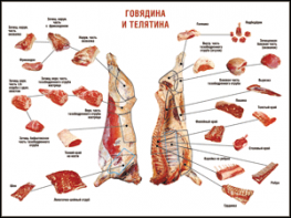 Таблица "Правила разделки мясных туш. Говядина и телятина" (100х140 сантиметров, винил) - fgospostavki.ru - Ивантеевка
