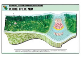 Рельефная таблица "Клеточное строение листа" (формат А1, матовое ламинирование) - fgospostavki.ru - Ивантеевка