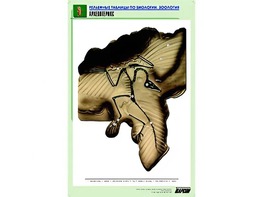 Рельефная таблица "Археоптерикс" (формат А1, матовое ламинирование) - fgospostavki.ru - Ивантеевка