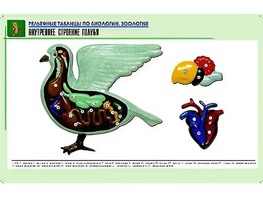 Рельефная таблица "Внутреннее строение голубя" (формат А1, матовое ламинирование) - fgospostavki.ru - Ивантеевка