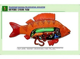 Рельефная таблица "Внутреннее строение рыбы" (формат А1, матовое ламинирование) - fgospostavki.ru - Ивантеевка