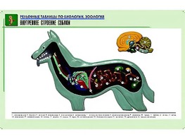 Рельефная таблица "Внутреннее строение собаки" (формат А1, матовое ламинирование) - fgospostavki.ru - Ивантеевка