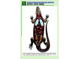 Рельефная таблица "Внутреннее строение ящерицы" (формат А1, матовое ламинирование) - fgospostavki.ru - Ивантеевка