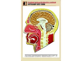 Рельефная таблица "Сагиттальный разрез головы" (формат А1, матовое ламинирование) - fgospostavki.ru - Ивантеевка