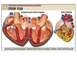 Рельефная таблица "Строение сердца" (формат А1, матовое ламинирование) - fgospostavki.ru - Ивантеевка