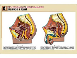 Рельефная таблица "Таз мужской и женский" (формат А1, матовое ламинирование) - fgospostavki.ru - Ивантеевка