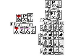 Модель-аппликация "Неполное доминирование и взаимодействие генов" (ламинированная) - fgospostavki.ru - Ивантеевка