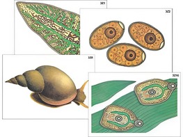 Модель-аппликация "Циклы развития печеночного сосальщика и бычьего цепня" (ламинированная) - fgospostavki.ru - Ивантеевка