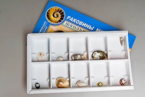 Коллекция "Раковины моллюсков" - fgospostavki.ru - Ивантеевка