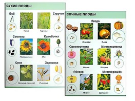 Коллекция "Семена и плоды" - fgospostavki.ru - Ивантеевка