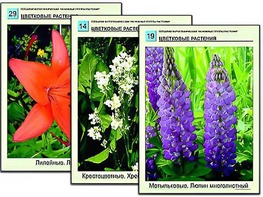 Гербарий фотографический "Основные группы растений" - fgospostavki.ru - Ивантеевка
