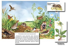 Магнитный плакат-аппликация "Луг: биоразнообразие и взаимосвязи в сообществе" - fgospostavki.ru - Ивантеевка