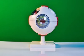 Модель глаза - fgospostavki.ru - Ивантеевка