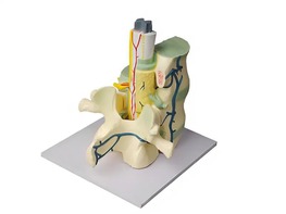 Модель части позвоночника человека - fgospostavki.ru - Ивантеевка