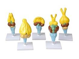 Комплект моделей строения мозга позвоночных - fgospostavki.ru - Ивантеевка