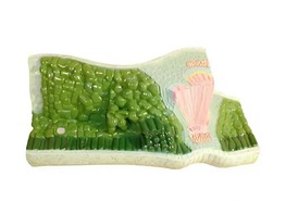 Модель строения листа - fgospostavki.ru - Ивантеевка