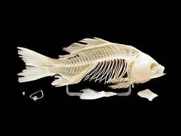 Скелет костистой рыбы - fgospostavki.ru - Ивантеевка