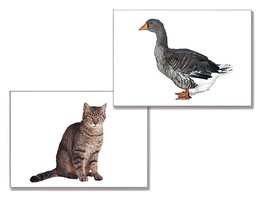 Дидактическое пособие "Домашние животные" (24 карточки) - fgospostavki.ru - Ивантеевка