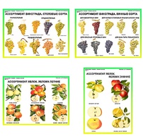 Плакаты ПРОФТЕХ "Ассортимент плодово-ягодных культур" (19 пл, винил, 70х100) - fgospostavki.ru - Ивантеевка