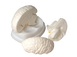 Модель мозга в разрезе - fgospostavki.ru - Ивантеевка