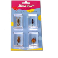 Набор микропрепаратов для стереомикроскопа №14 «Насекомые» - fgospostavki.ru - Ивантеевка