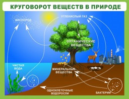 Стенд "Круговорот веществ" - fgospostavki.ru - Ивантеевка